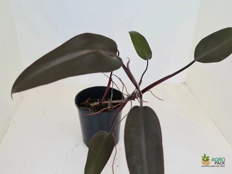 Philodendron Black Knight Plant For Sale In India | Online plant nursery
