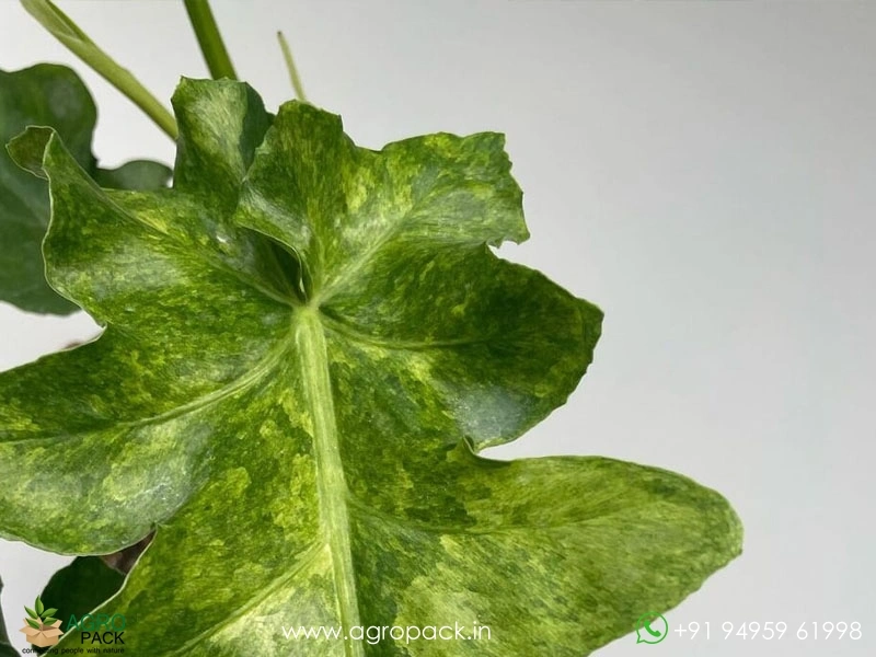 Philodendron Bob Cee Variegated Plant For Sale In India | Online plant  nursery