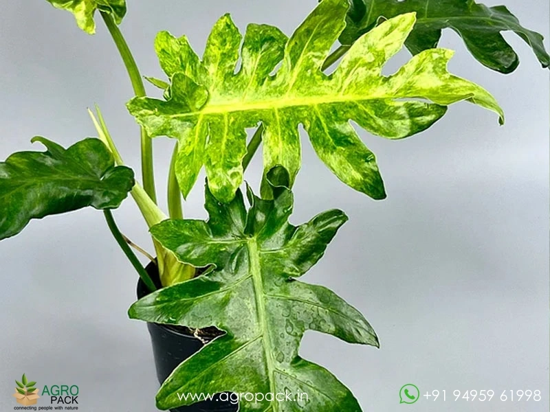 Philodendron-Bob-Cee-Variegated4