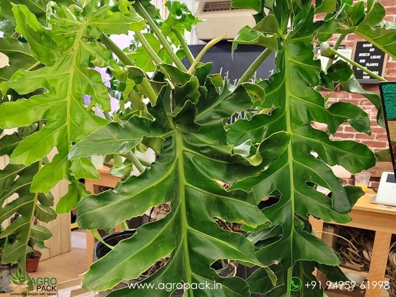 Philodendron-Bob-Cee1