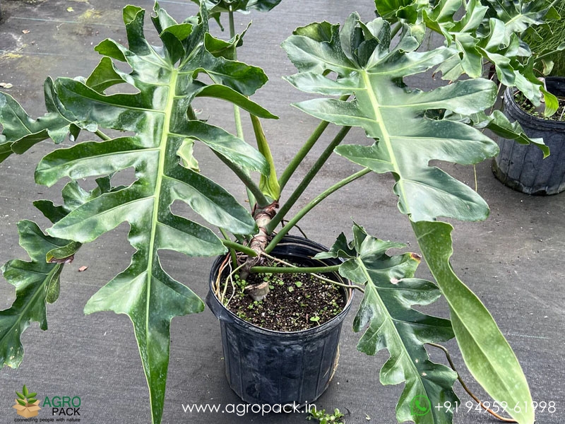 Philodendron-Bob-Cee2