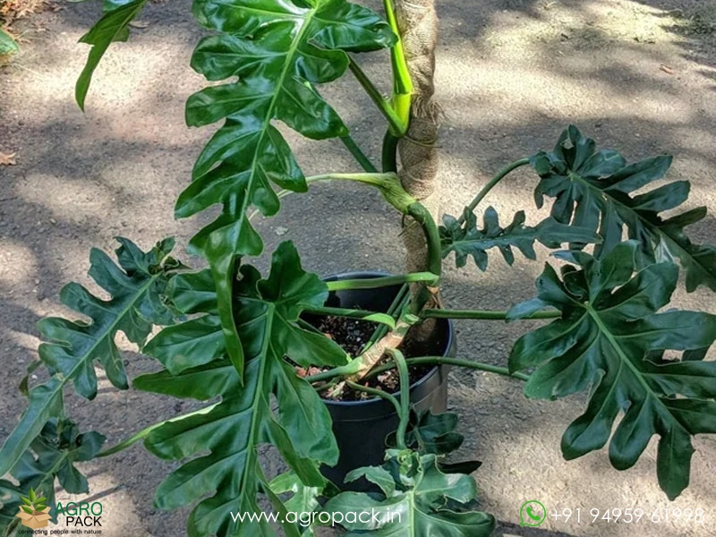 Philodendron-Bob-Cee3