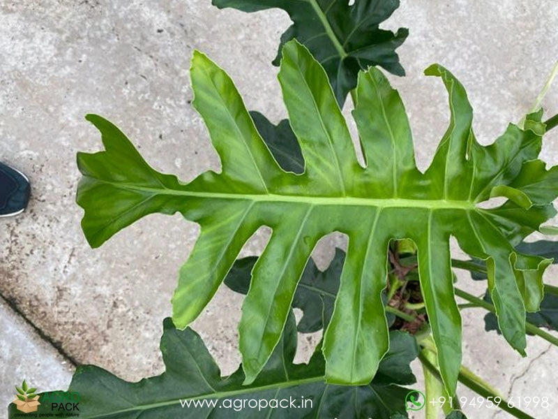Philodendron-Bob-Cee6