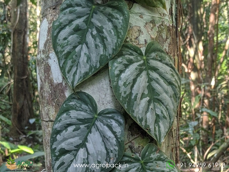 Philodendron-Brandtianum-Wild-Form1