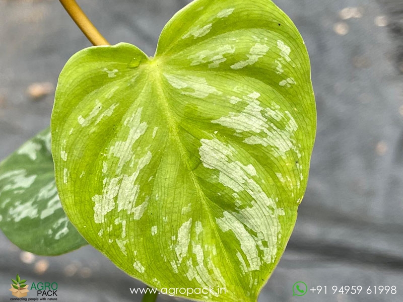 Philodendron-Brandtianum-Wild-Form2