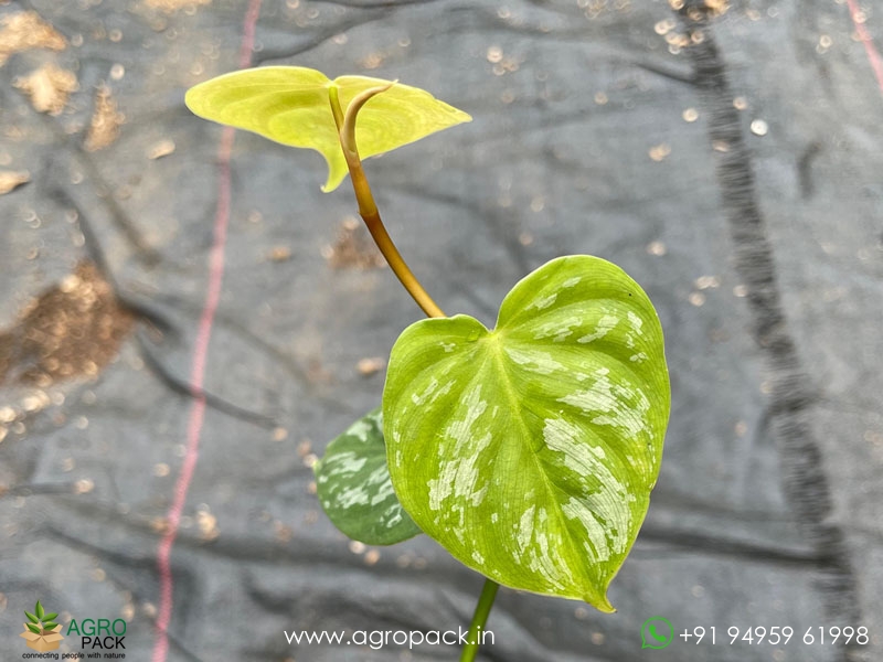 Philodendron-Brandtianum-Wild-Form3