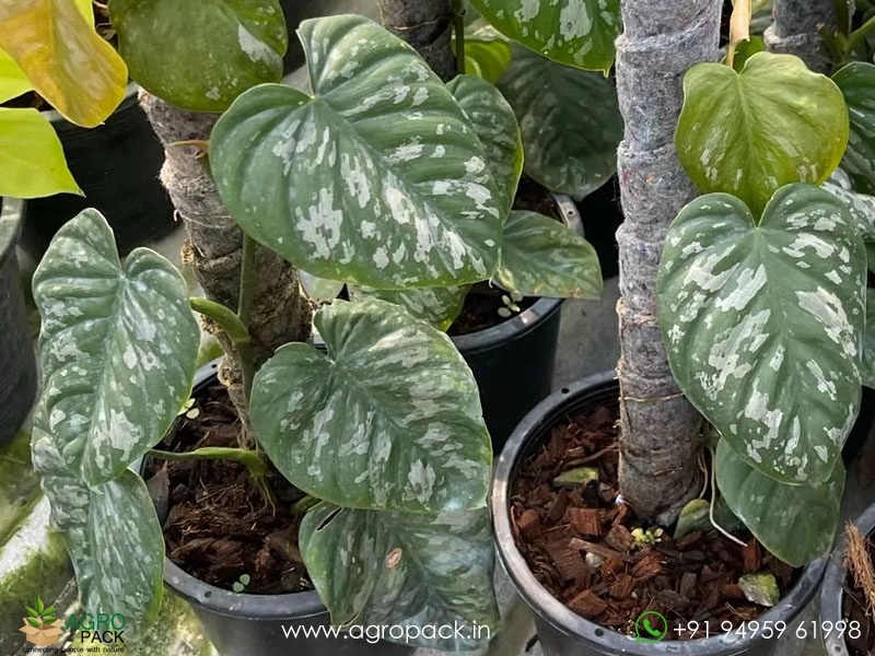 snake plant laurentii Snake Plant (Sansevieria Trifasciata Laurentii) main image 0