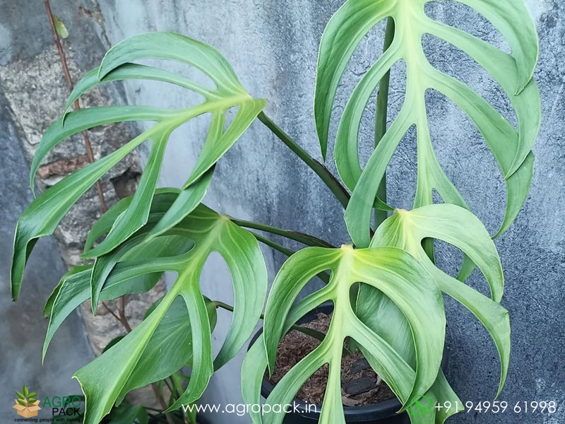 Philodendron-Burle-Marx-Flame3