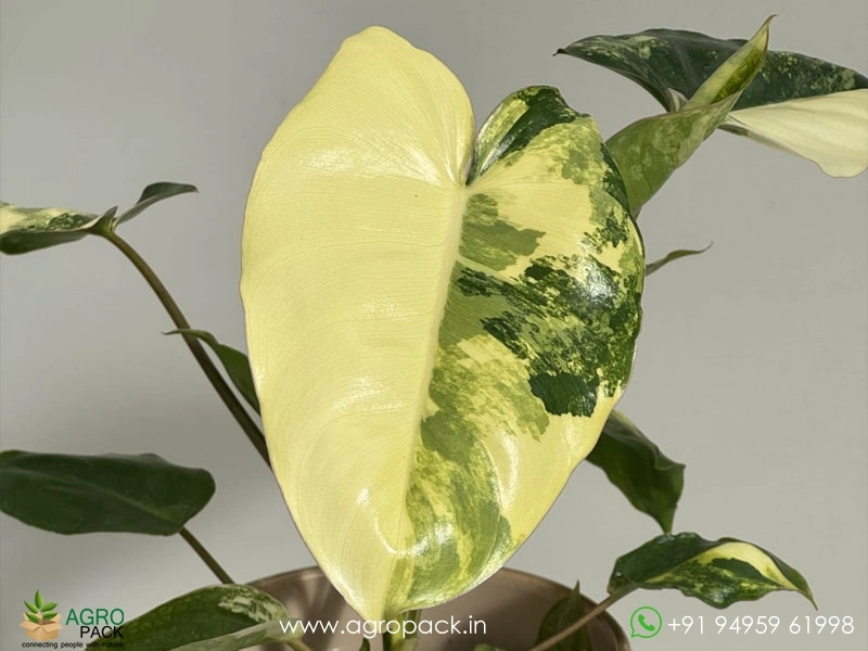 Philodendron-Burle-Marx-Mint-Variegated1