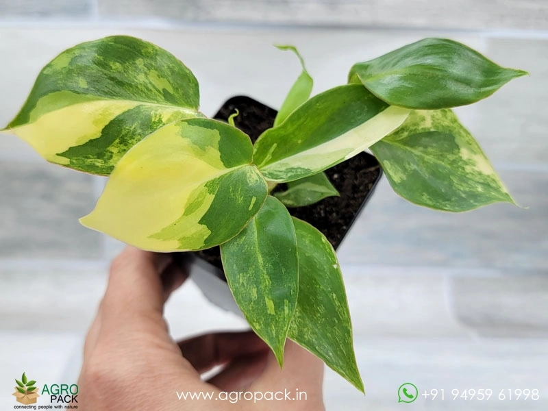 Philodendron-Burle-Marx-Mint-Variegated2