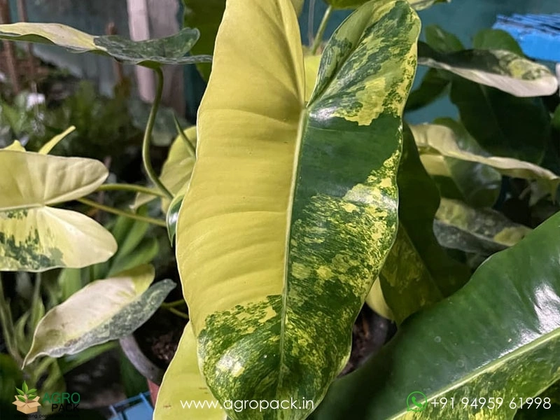 Philodendron-Burle-Marx-Mint-Variegated3