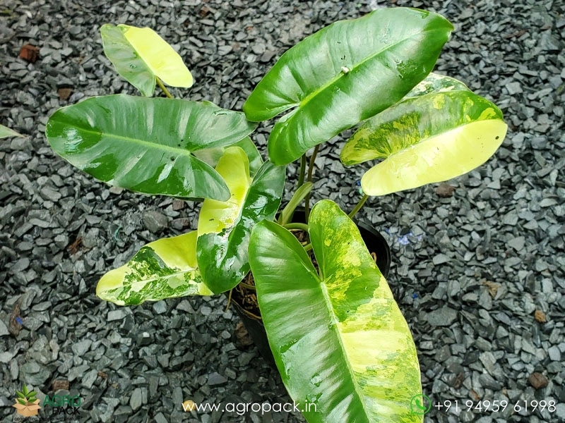 Philodendron-Burle-Marx-Mint-Variegated4