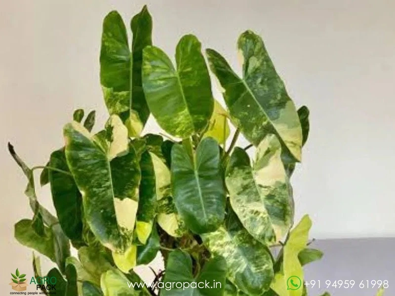 Philodendron-Burle-Marx-Mint-Variegated5