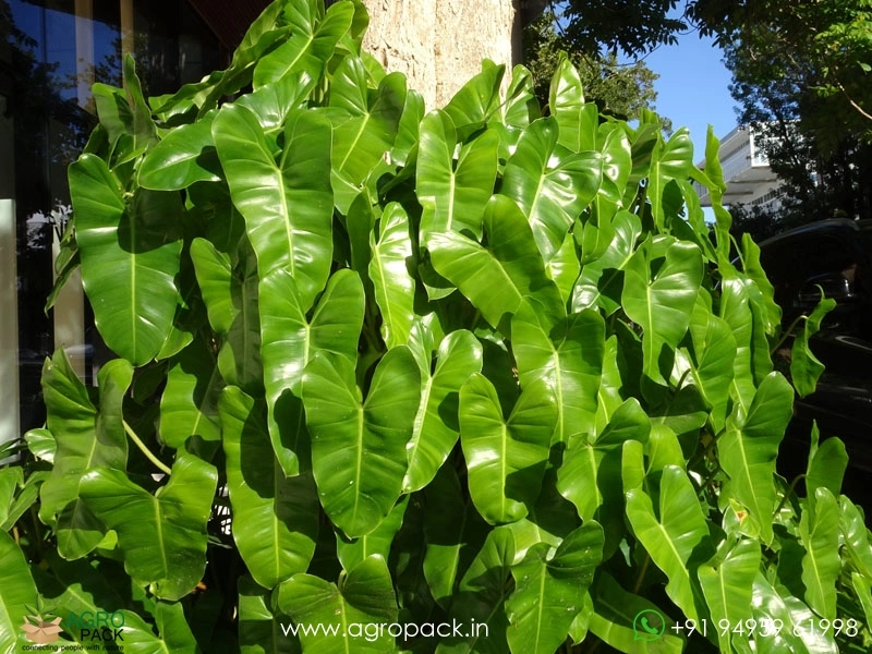 Philodendron-Burle-Marx3