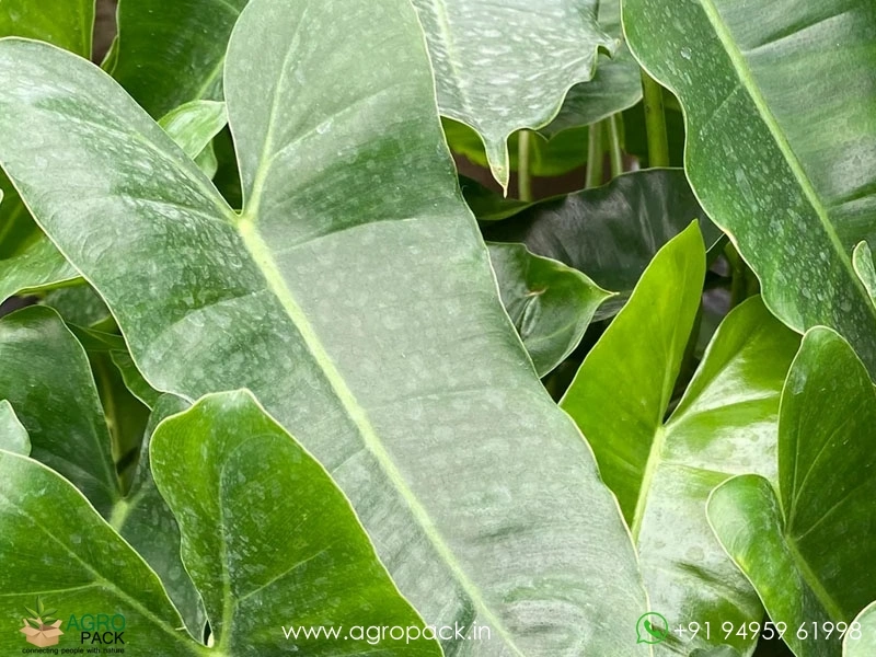 Philodendron-Burle-Marx5