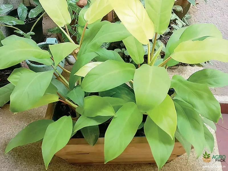 Philodendron-Ceylon-Golden-Plant3