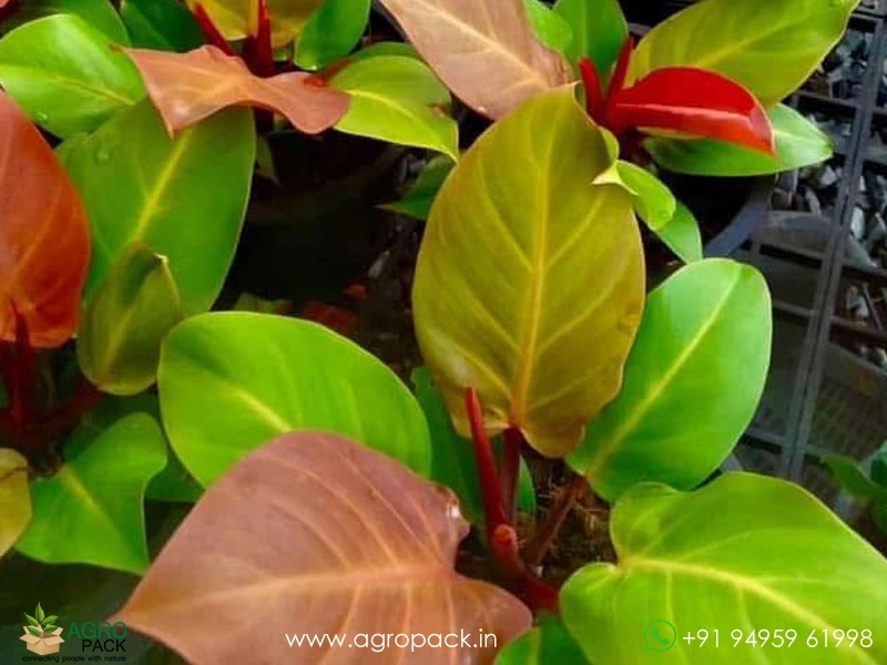 Philodendron-Cherry-Red1