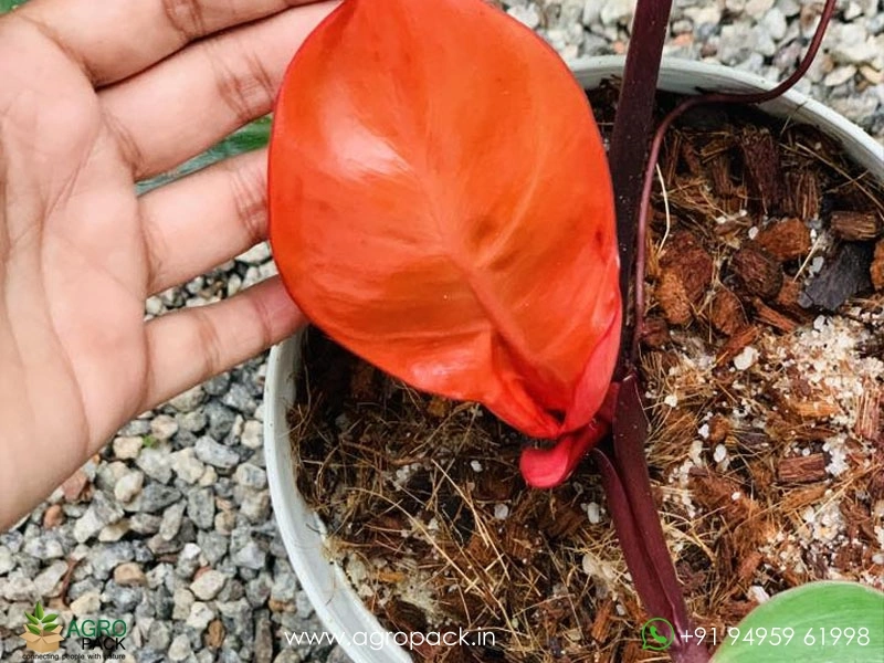 Philodendron-Cherry-Red2