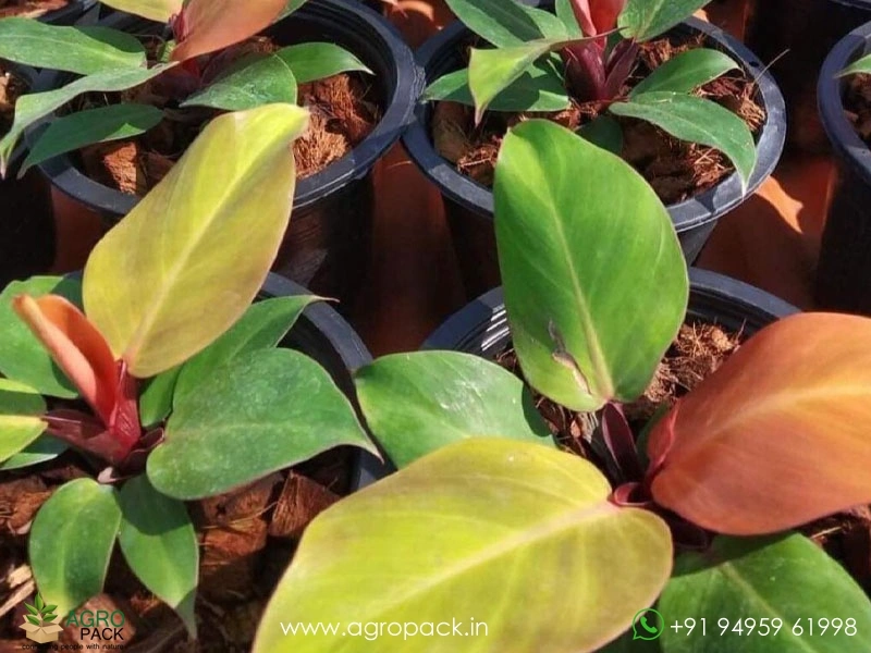 Philodendron-Cherry-Red3