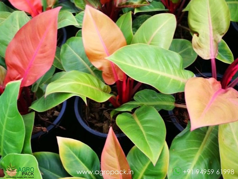 Philodendron-Cherry-Red4