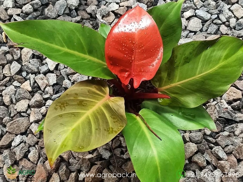 Philodendron-Cherry-Red5