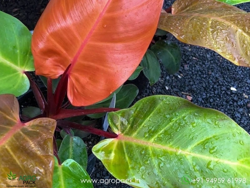 Philodendron-Cherry-Red6