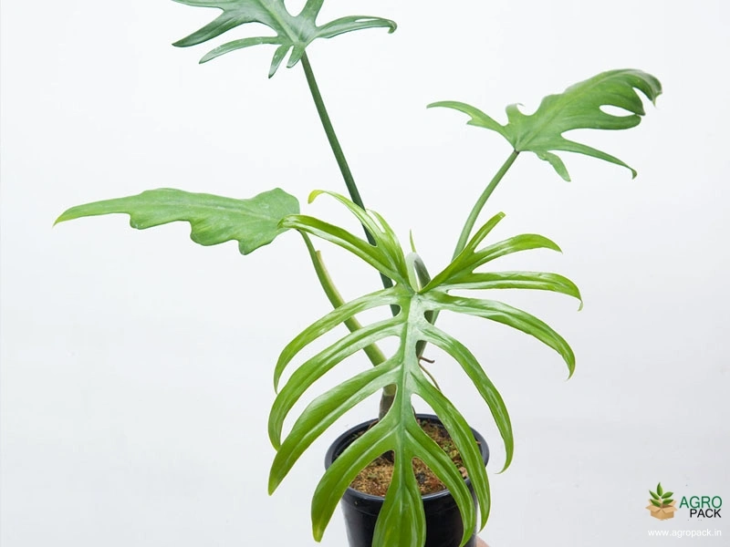 Philodendron Elegans Plant For Sale In India | Online plant nursery