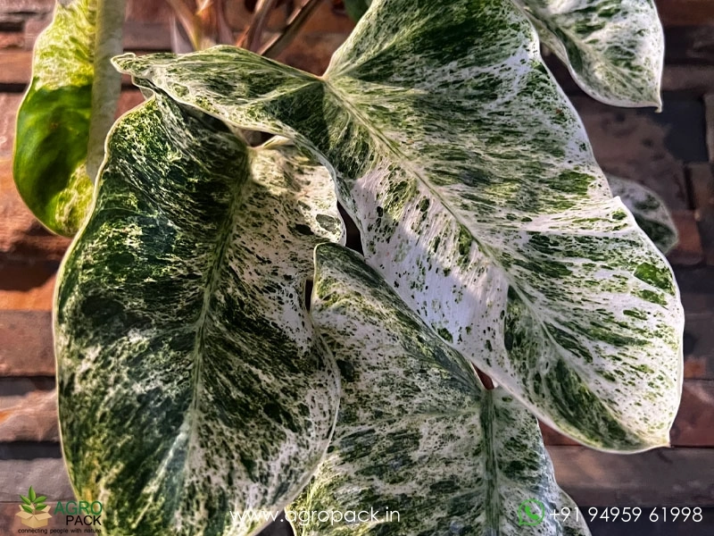 Philodendron-Emerald-ice2