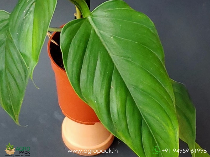 Philodendron-Ernestii1