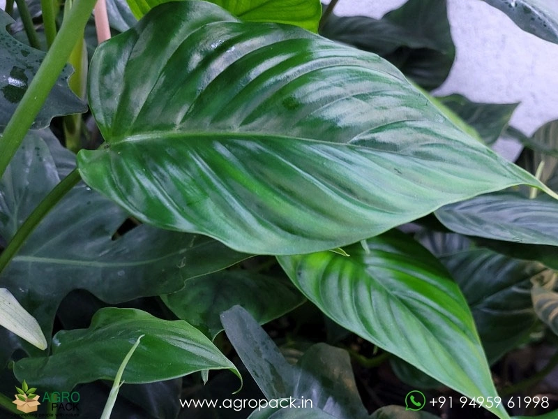 photinia winter Glanzmispelhecke | kaufen