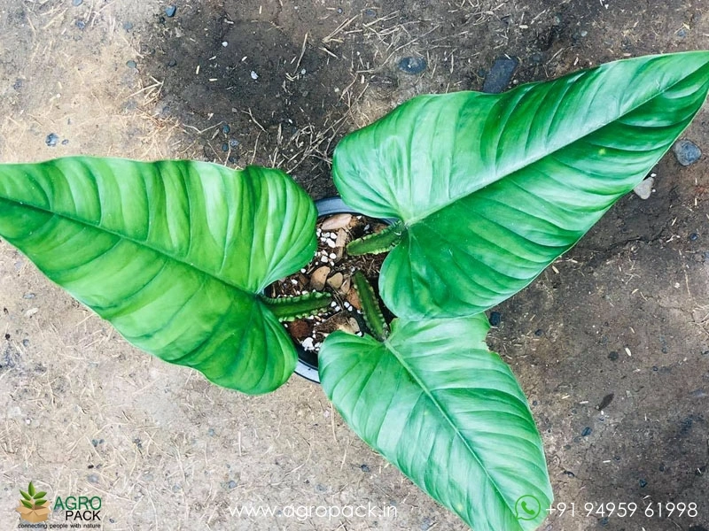 Philodendron Ernestii Plant For Sale In India | Online plant nursery