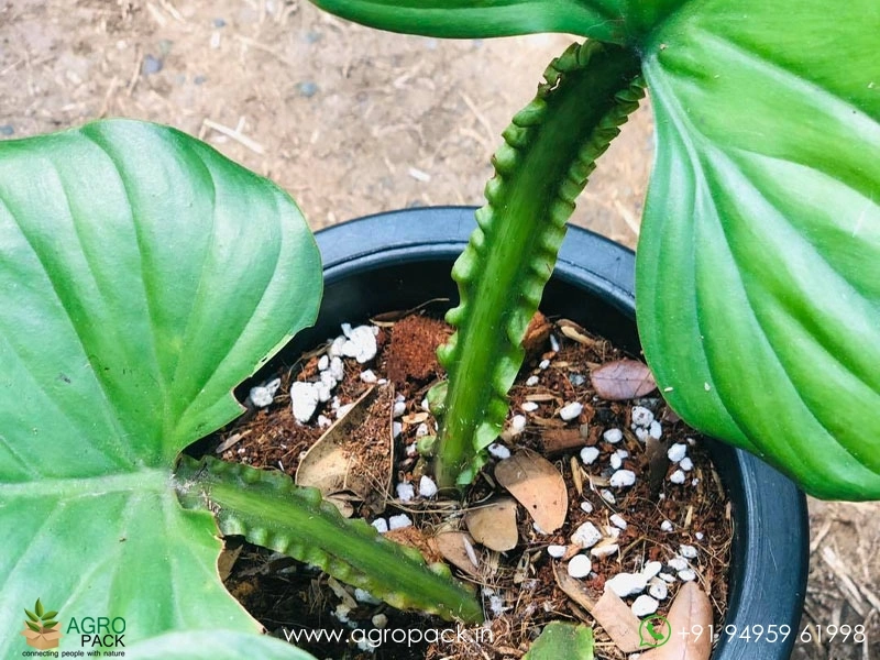 philodendron deltoideum Sodiroi Philodendron – Plant Detectives main image 0