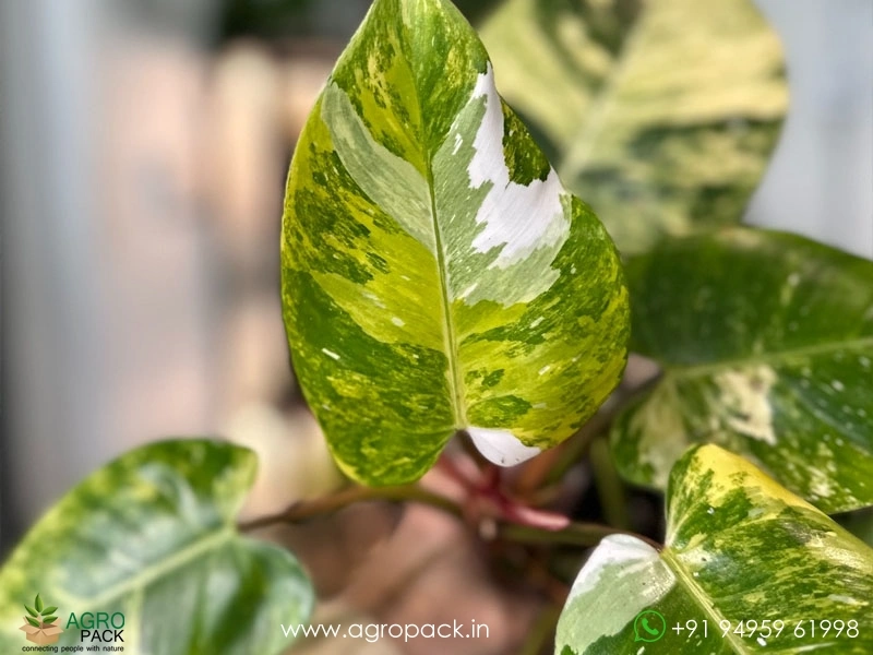 Philodendron-Erubescens-White-Princess-Aurea1