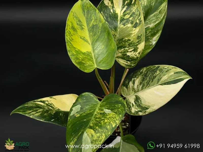 Philodendron-Erubescens-White-Princess-Aurea2