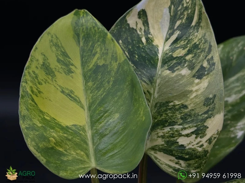 Philodendron-Erubescens-White-Princess-Aurea3