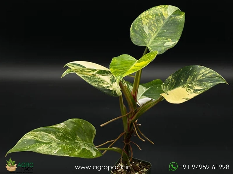 Philodendron-Erubescens-White-Princess-Aurea4