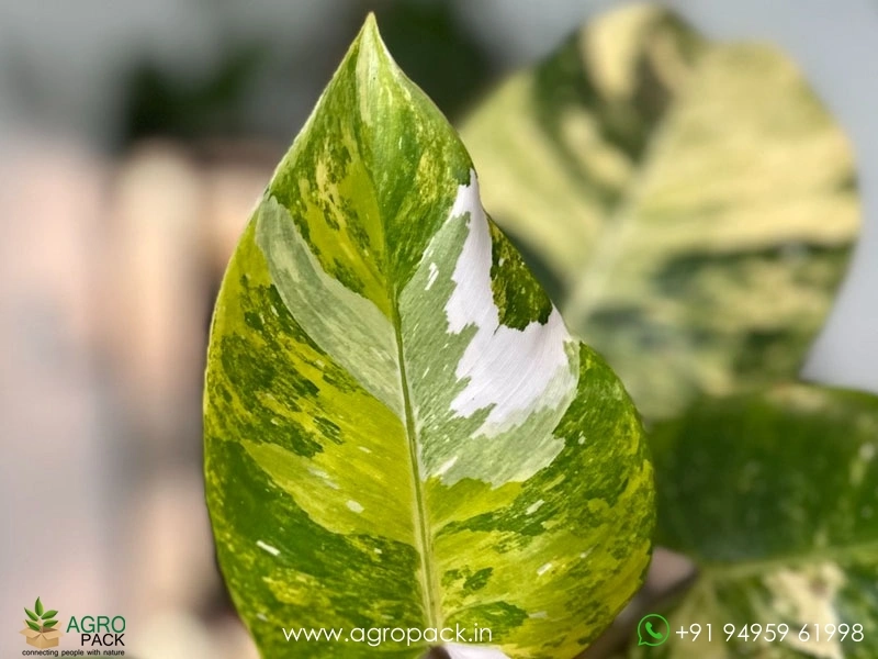 Philodendron-Erubescens-White-Princess-Aurea5