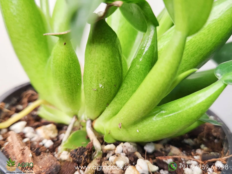 Philodendron-Fat-Boy4