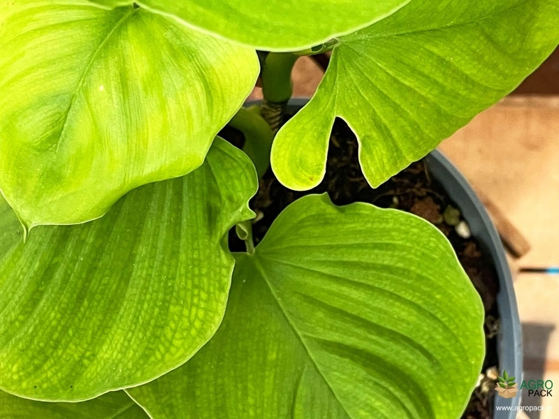 Philodendron-Fibraecataphyllum2
