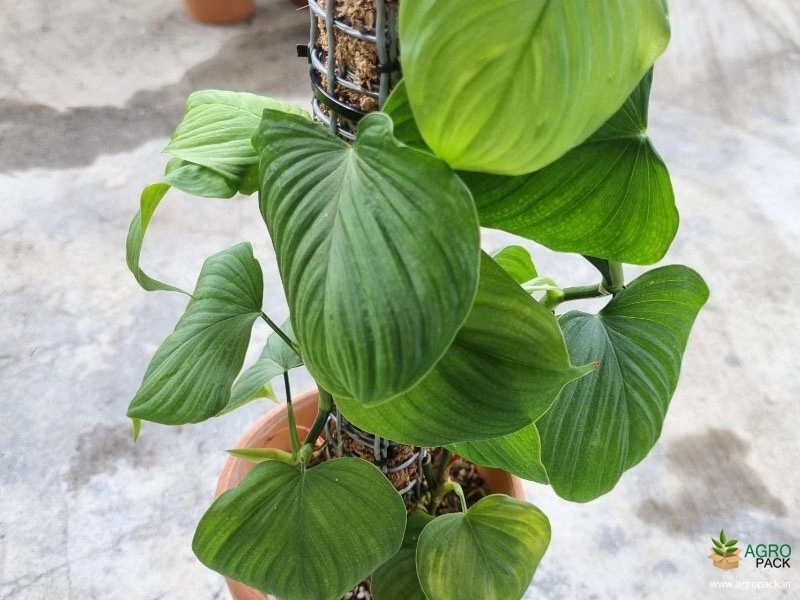 Philodendron-Fibraecataphyllum3