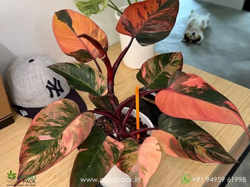 Philodendron Fire Princess Tricolour Plant For Sale In India | Online plant  nursery