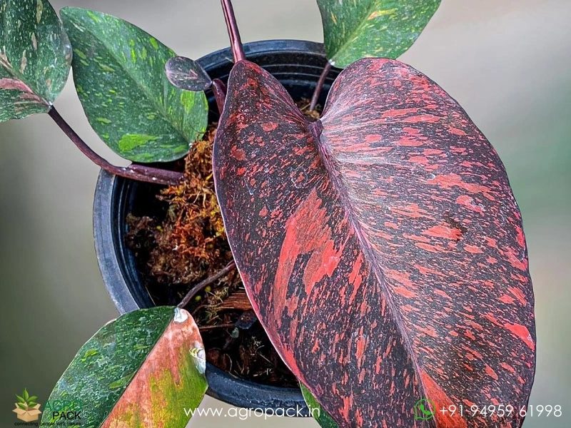 Philodendron Fire Princess Tricolour Plant For Sale In India | Online plant  nursery