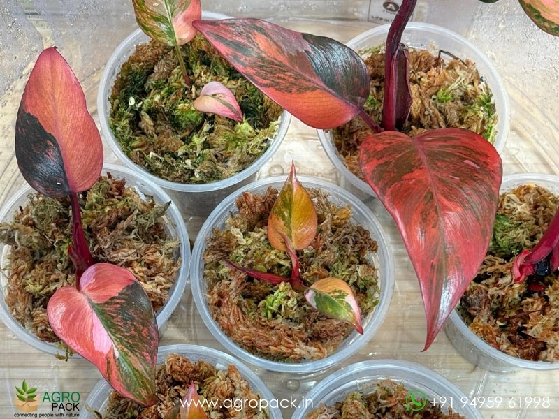 outdoor pots for succulents Succulent Pot
