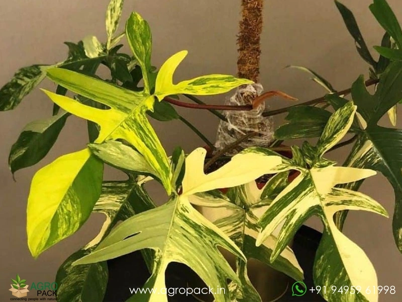 Philodendron-Florida-Beauty-variegated3