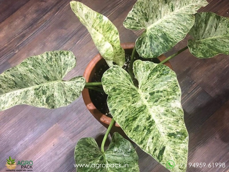 Philodendron-Giganteum-Blizzard3
