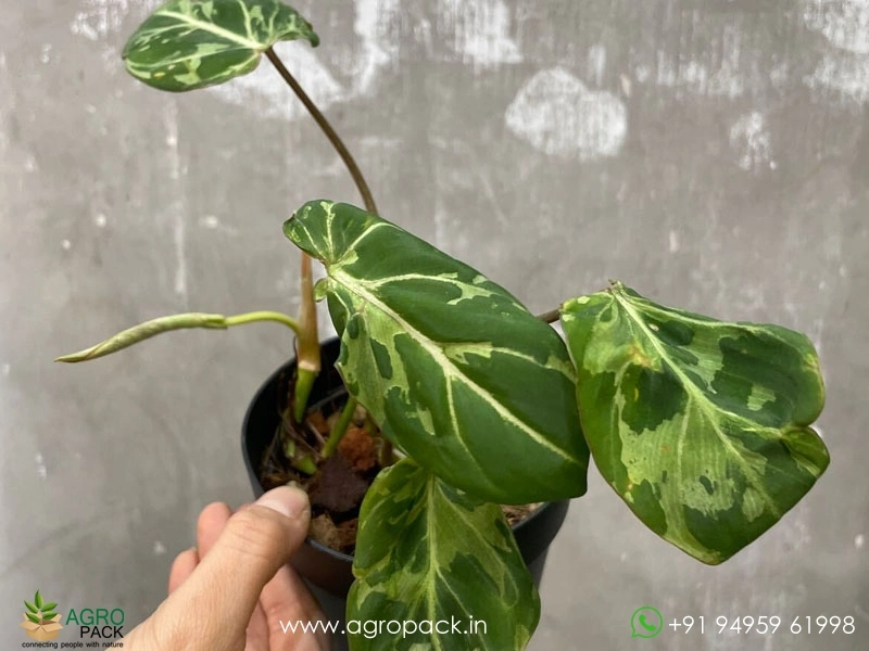 Philodendron-Gloriosum-Camouflage3
