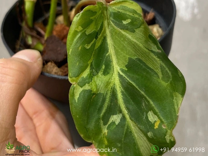Philodendron-Gloriosum-Camouflage4