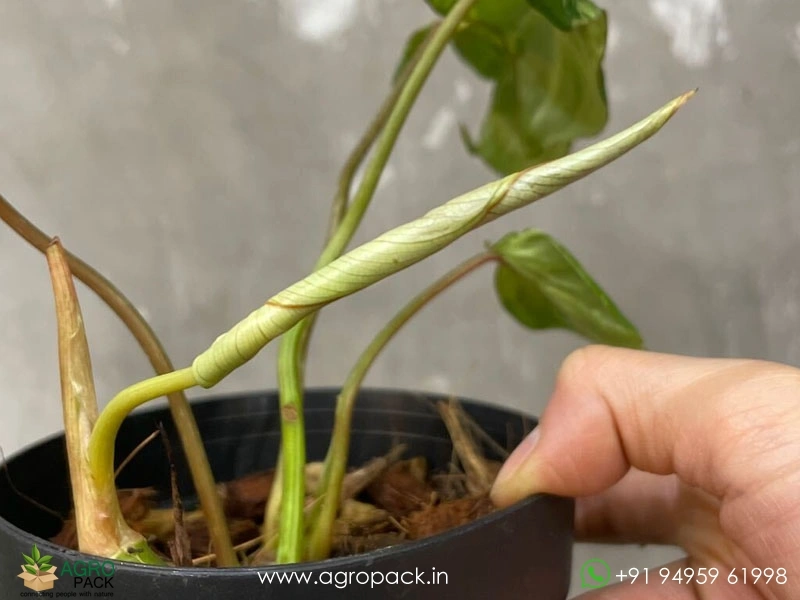 Philodendron-Gloriosum-Camouflage5