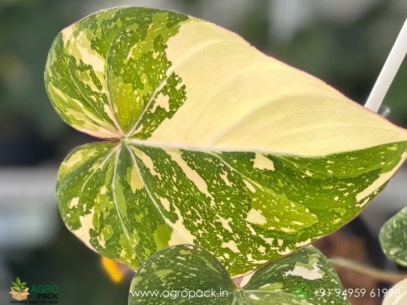 Philodendron-Gloriosum-Tricolor3