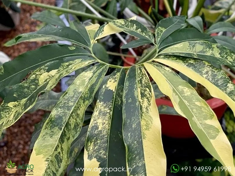 Philodendron-Goeldii-Variegated1